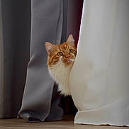 Broly participe au concours pour gagner de l'argent avec cette photo : cat, orange_cat, curious, peeking, curtain, indoor, window_covering, floor, home, pet, whiskers, fur, animal, mammal, cute, playful, domestic_cat, eyes, nose, ears