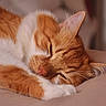 Broly participe au concours pour gagner de l'argent avec cette photo : cat, sleeping, orange_cat, white_cat, fur, paw, close_up, resting, domestic_cat, cute, pet, animal, cozy, relaxed, whiskers, indoor, soft_light, feline, calm, nap