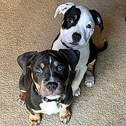 Dozer joined the competition — help win amazing prizes! adorable, animal, black_and_tan, black_and_white, blue_eyes, canine, carpet, collar, companions, curious, cute, dog, floppy_ears, indoor, looking_up, pet, puppy, sitting, two_dogs, young_dog