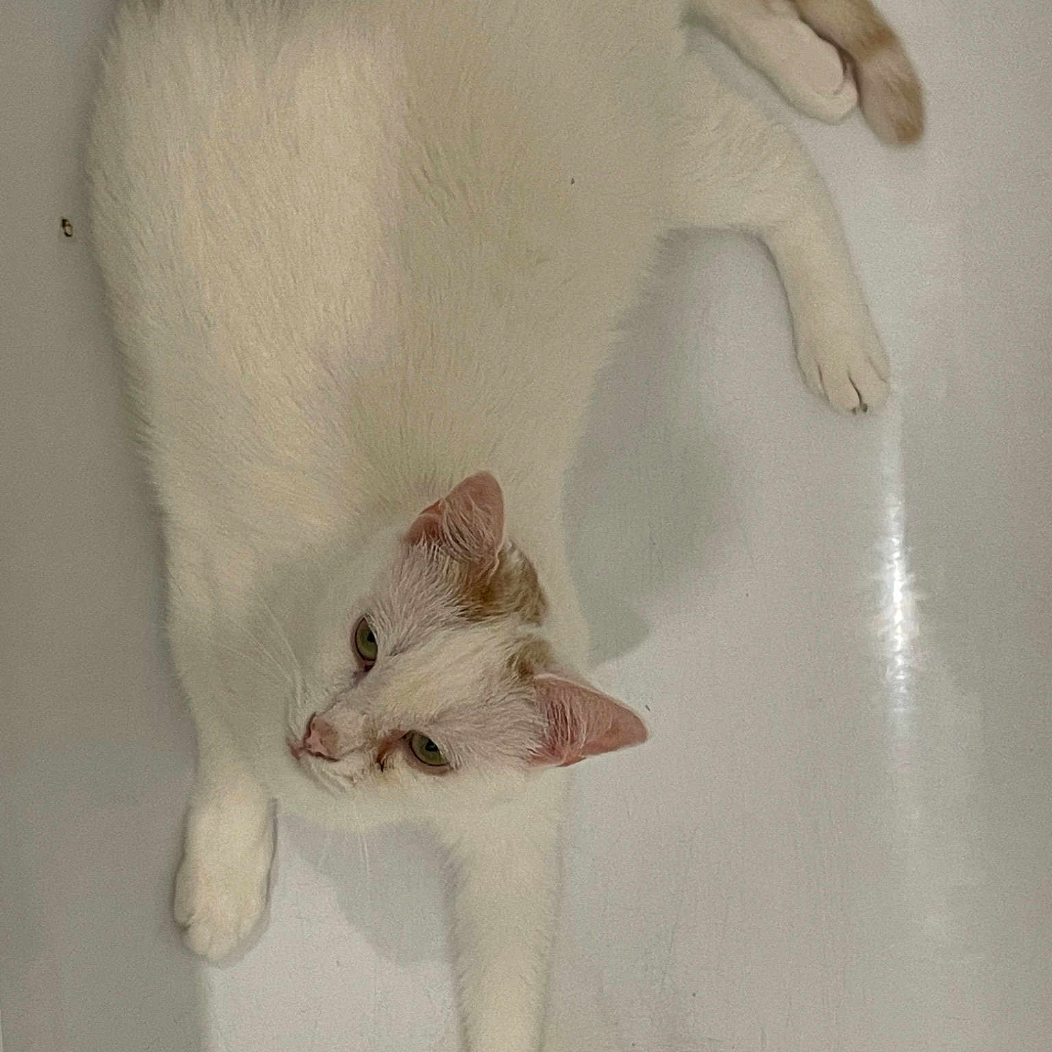 Whitesy