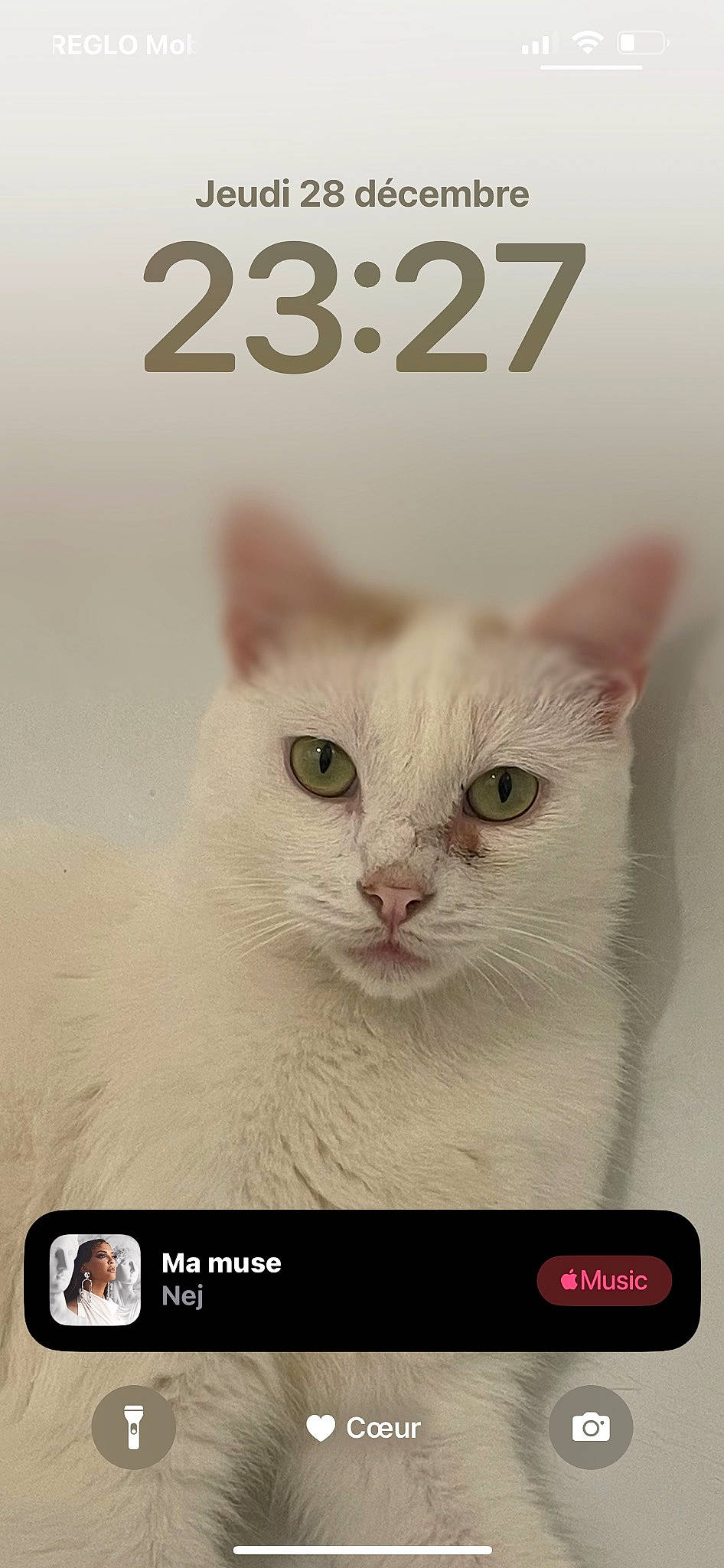 Whitesy a rejoint le concours — aidez-le/la à gagner de superbes lots ! carnivore, cat, cat_supply, domestic_short_haired_cat, felidae, font, fur, internet_meme, paw, pet_supply, photo_caption, rectangle, small_to_medium_sized_cats, snout, terrestrial_animal, whiskers