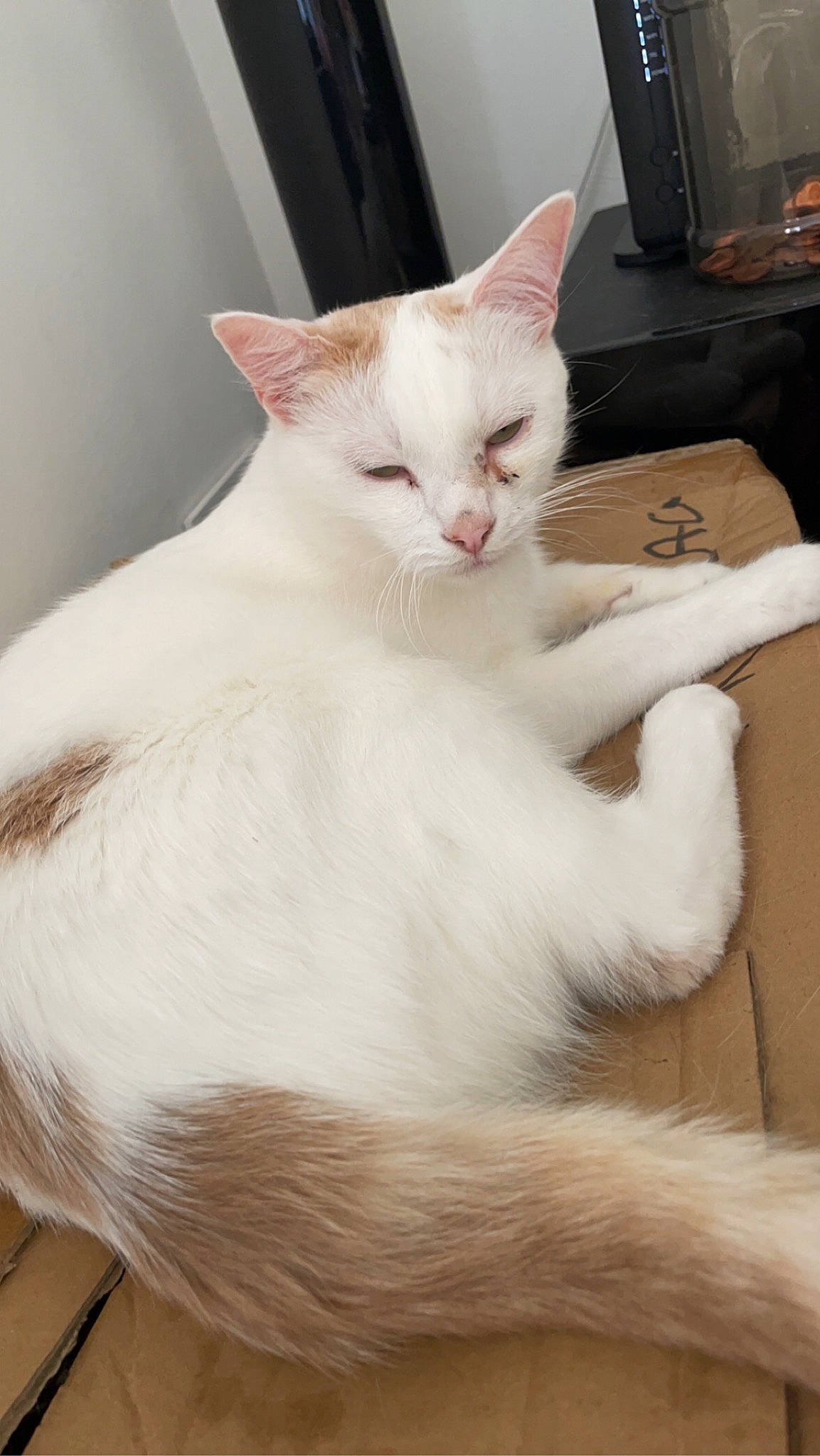 Whitesy participe au concours pour gagner de l'argent avec cette photo : carnivore, cat, claw, comfort, computer_keyboard, domestic_short_haired_cat, ear, fawn, felidae, fur, paw, small_to_medium_sized_cats, snout, tail, whiskers