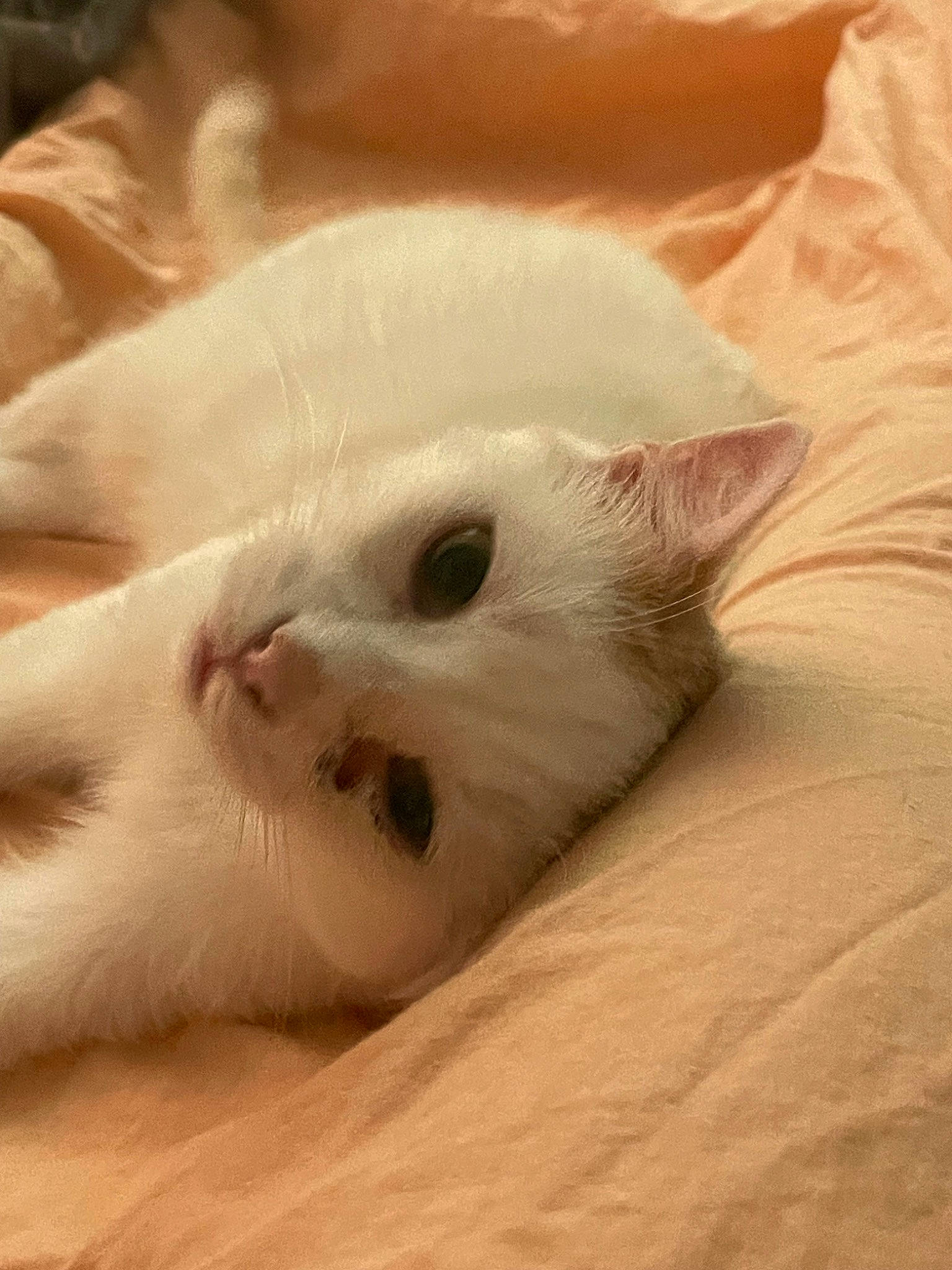 Whitesy a rejoint le concours — aidez-le/la à gagner de superbes lots ! carnivore, cat, comfort, domestic_short_haired_cat, fawn, felidae, fur, paw, small_to_medium_sized_cats, snout, terrestrial_animal, whiskers