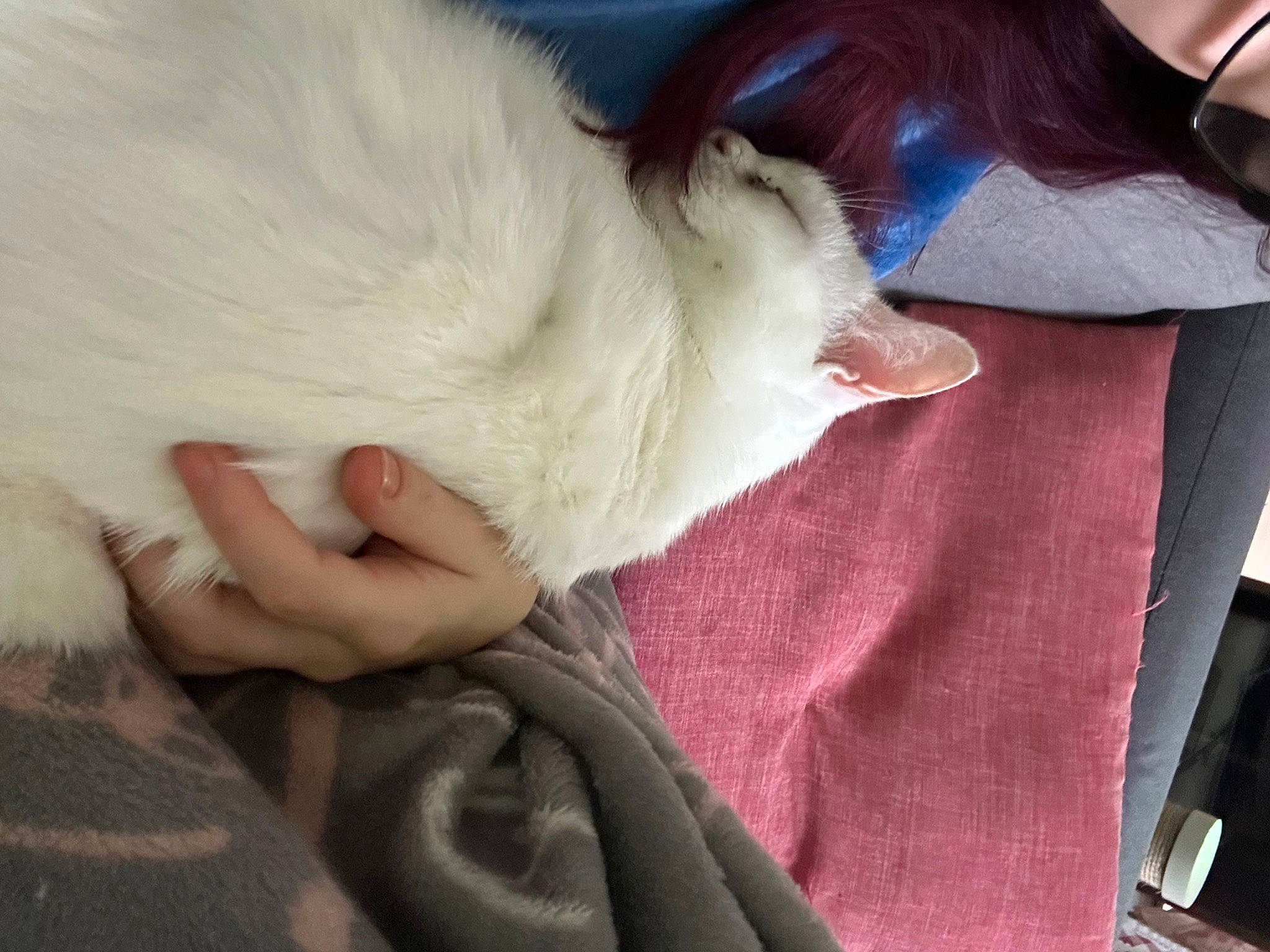 Whitesy a rejoint le concours — aidez-le/la à gagner de superbes lots ! canidae, carnivore, cat, comfort, companion_dog, dog_breed, ear, fawn, felidae, fur, gesture, human_leg, lap, leg, paw, small_to_medium_sized_cats, snout, sporting_group, tail, whiskers