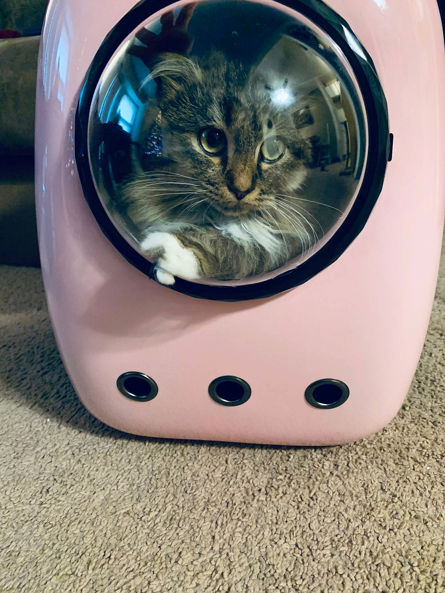 Chole is registered to the contest to win money with this photo: carnivore, cat, felidae, kitten, small_to_medium_sized_cats, washing_machine, whiskers