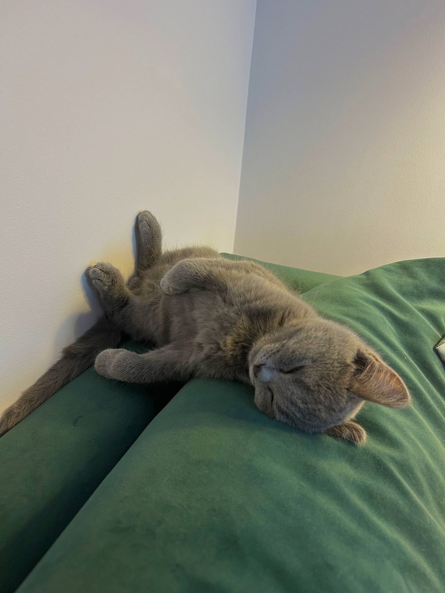 Ulysse participe au concours pour gagner de l'argent avec cette photo : art, canidae, carnivore, cat, comfort, domestic_short_haired_cat, fawn, felidae, flooring, fur, grey, linens, paw, room, sculpture, small_to_medium_sized_cats, tail, terrestrial_animal, whiskers, wood