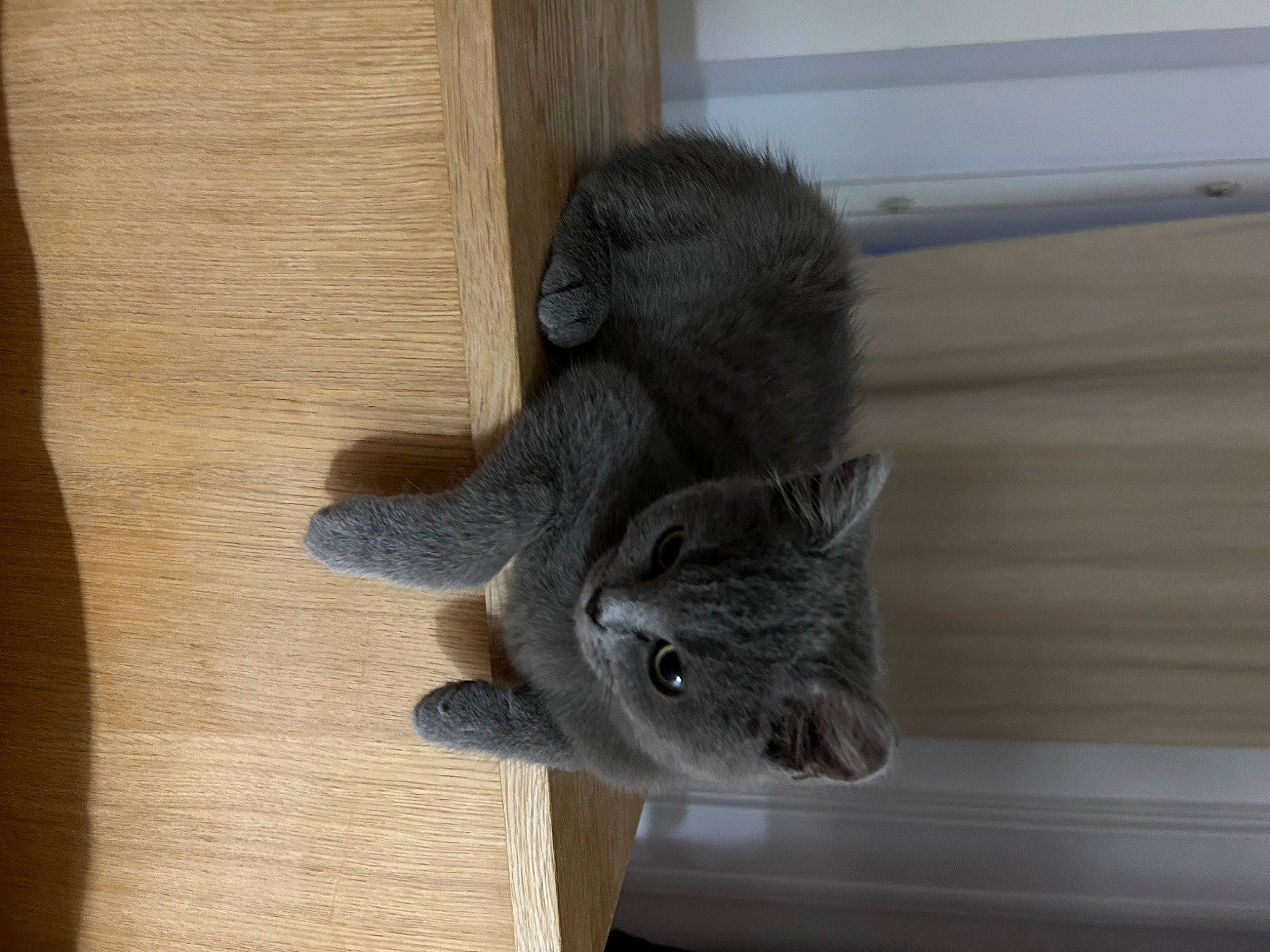 Ulysse a rejoint le concours — aidez-le/la à gagner de superbes lots ! carnivore, cat, domestic_short_haired_cat, felidae, flooring, fur, grey, hardwood, plant, small_to_medium_sized_cats, snout, tail, whiskers, wood, wood_stain