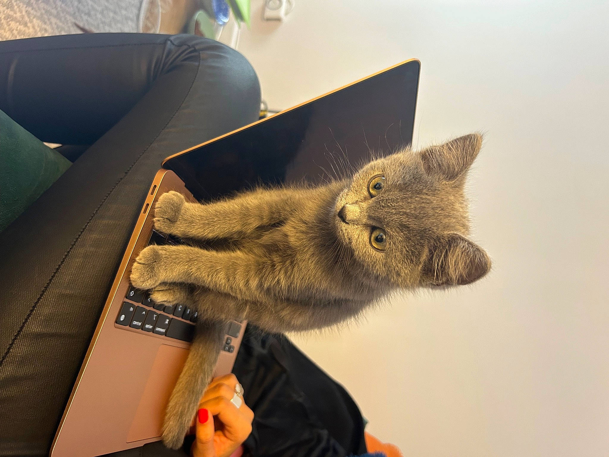 Ulysse a rejoint le concours — aidez-le/la à gagner de superbes lots ! art, carnivore, cat, claw, comfort, couch, domestic_short_haired_cat, fawn, felidae, flooring, fur, grey, laptop, paw, small_to_medium_sized_cats, snout, tail, visual_arts, whiskers