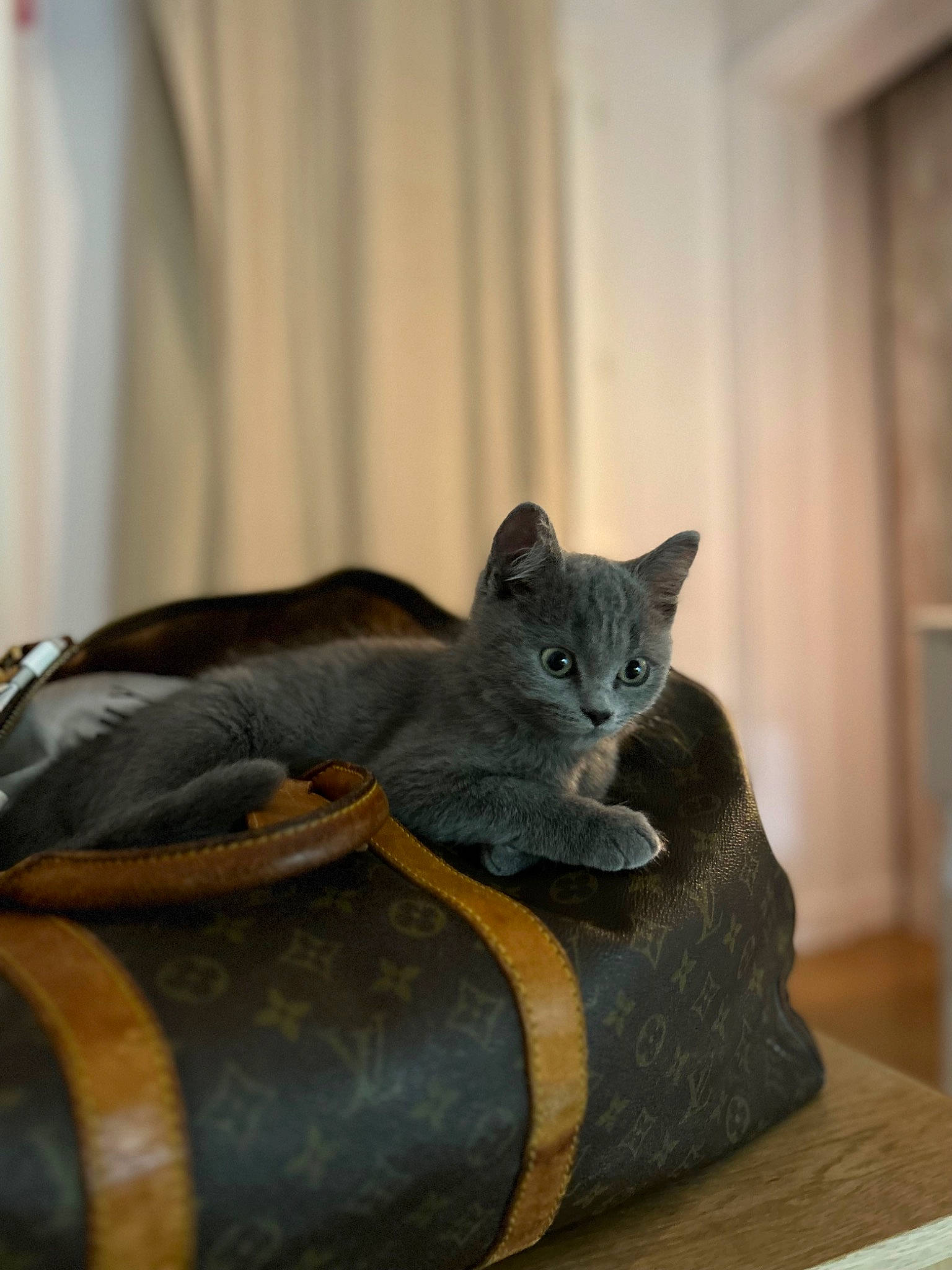 Ulysse participe au concours pour gagner de l'argent avec cette photo : carnivore, cat, cat_supply, comfort, curtain, domestic_short_haired_cat, fawn, felidae, fur, grey, hardwood, room, russian_blue, sculpture, small_to_medium_sized_cats, snout, tail, whiskers, window, wood