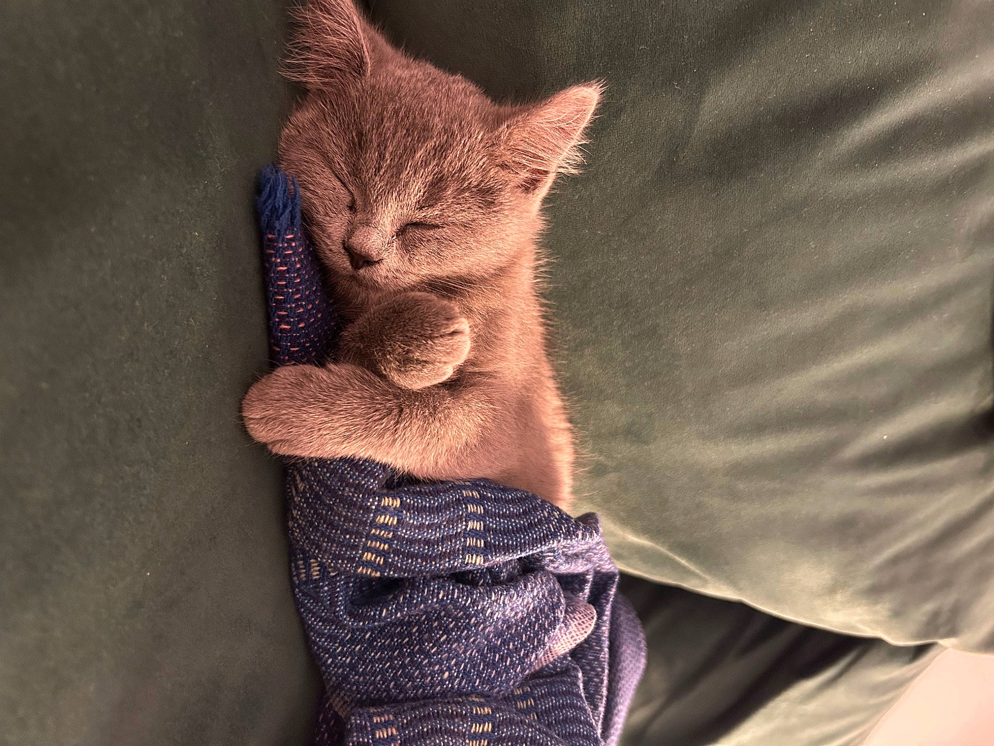 Ulysse a rejoint le concours — aidez-le/la à gagner de superbes lots ! arm, carnivore, cat, fawn, felidae, gesture, hand, human_body, human_leg, leg, neck, outerwear, sleeve, small_to_medium_sized_cats, t_shirt, tail, thigh, waist, whiskers, wool