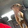 dog, canine, brown_dog, white_chest, standing, alert, profile, pet, animal, car, car_interior, back_seat, vehicle, road_trip, sunlight, window, leather_seats, red_shirt, portrait, indoor