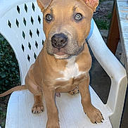 Démon participe au concours pour gagner de l'argent avec cette photo : puppy, dog, sitting, portrait, outdoor, backyard, plastic_chair, white_chair, brown_fur, white_chest, floppy_ears, blue_eyes, looking_at_camera, animal, pet, cute, front_view, greenery, garden, daylight