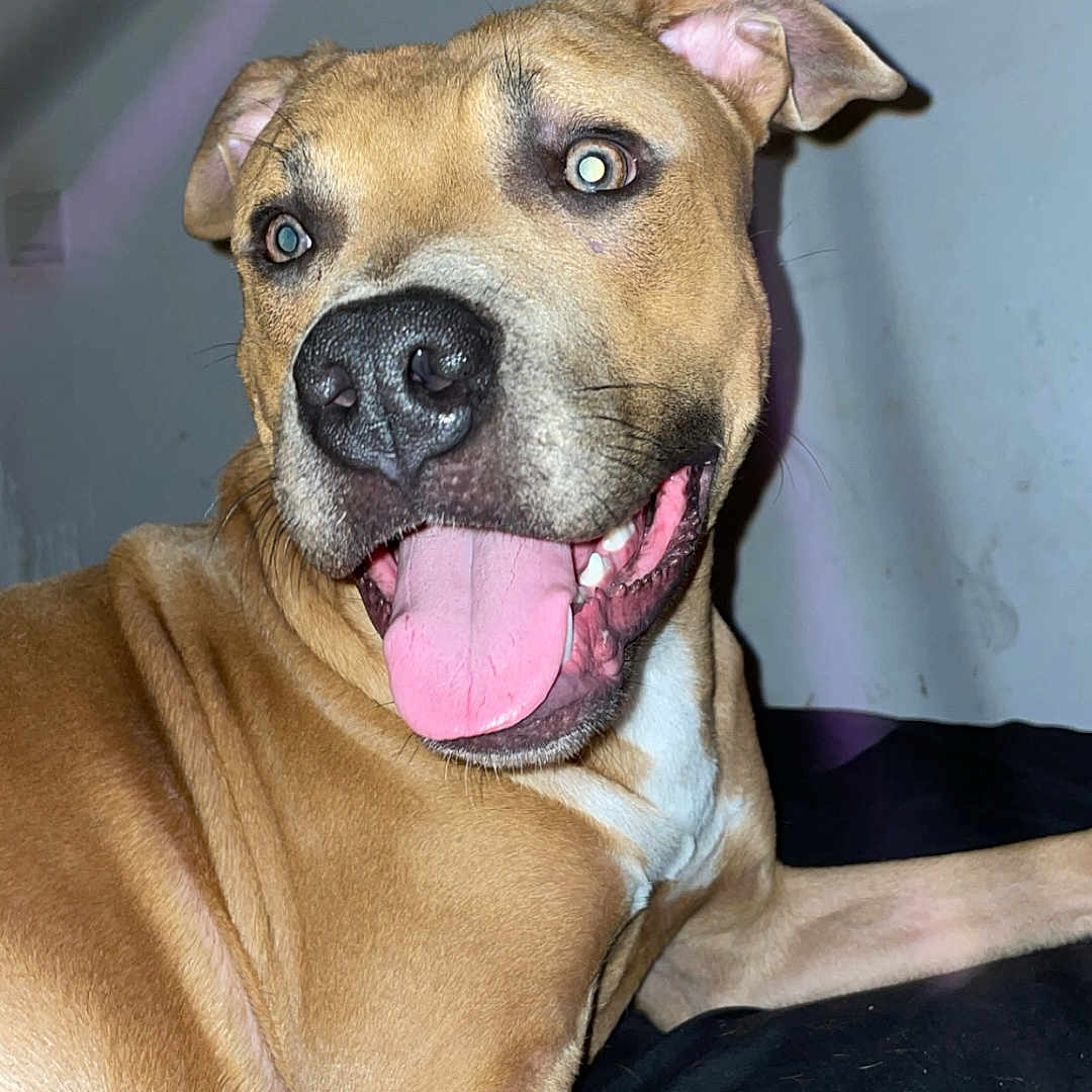 Démon a rejoint le concours — aidez-le/la à gagner de superbes lots ! dog, tan_dog, pet, canine, portrait, close_up, smiling, tongue_out, happy, sitting, lying_down, floppy_ears, brown_fur, white_chest, black_nose, indoor, sofa, flash_photography, playful, relaxed