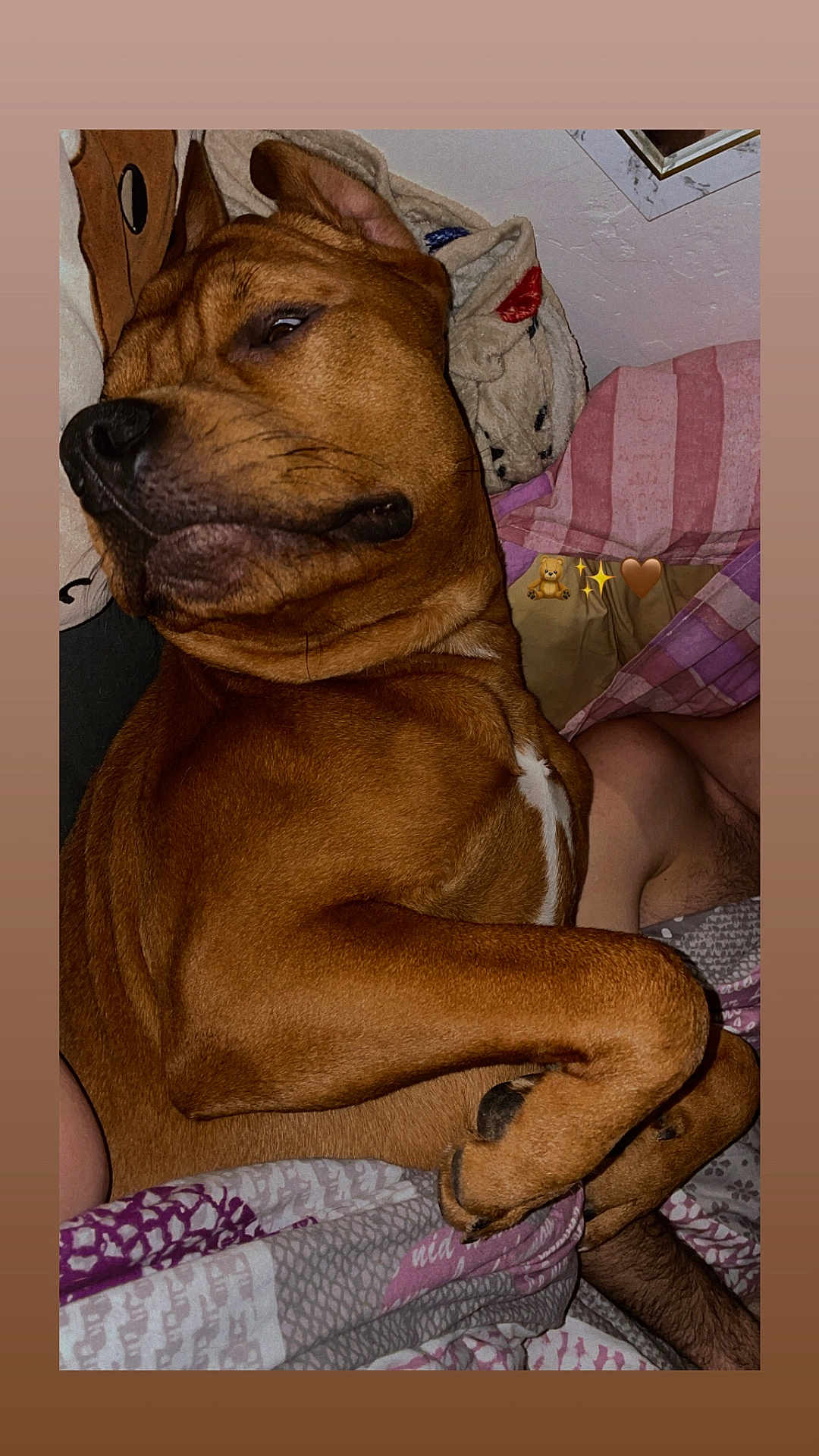 Simbas participe au concours pour gagner de l'argent avec cette photo : dog, brown_dog, bed, blanket, pillow, indoor, resting, sleepy, cozy, person, human_arm, fur, animal, pet, close_up, relaxing, comfort, sleepwear, patterned_textiles, domestic
