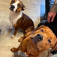 Simbas participe au concours pour gagner de l'argent avec cette photo : dog, brown_dog, white_and_brown_dog, indoor, floor, person, hand, shoe, looking_up, pet, animal, companion, cute, domestic, canine, two_dogs, expression, waiting, flooring, home
