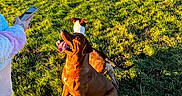Simbas participe au concours pour gagner de l'argent avec cette photo : animal, blue_sky, brown_dog, casual_clothing, dog, dogs, field, grass, happy, looking_up, nature, outdoor, person, pet, phone, shadow, sitting, sunlight, trees, white_dog