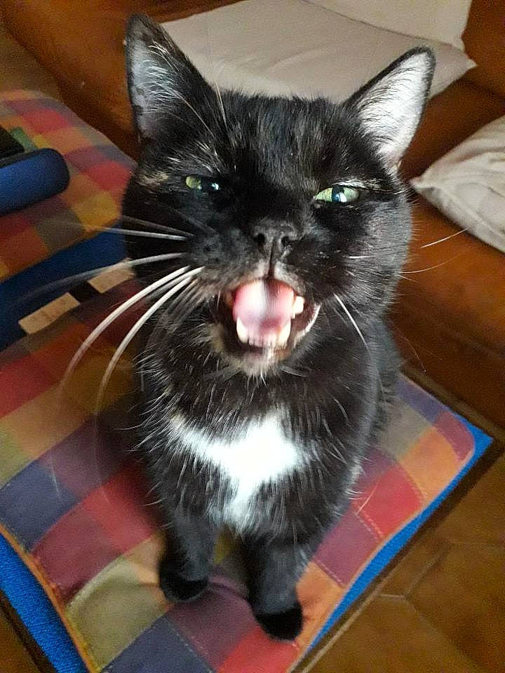 Gribouille a rejoint le concours — aidez-le/la à gagner de superbes lots ! asian, black_cat, carnivore, cat, claw, domestic_long_haired_cat, domestic_short_haired_cat, european_shorthair, eye, facial_expression, felidae, iris, kitten, mammal, norwegian_forest_cat, ojos_azules, small_to_medium_sized_cats, snout, vertebrate, whiskers