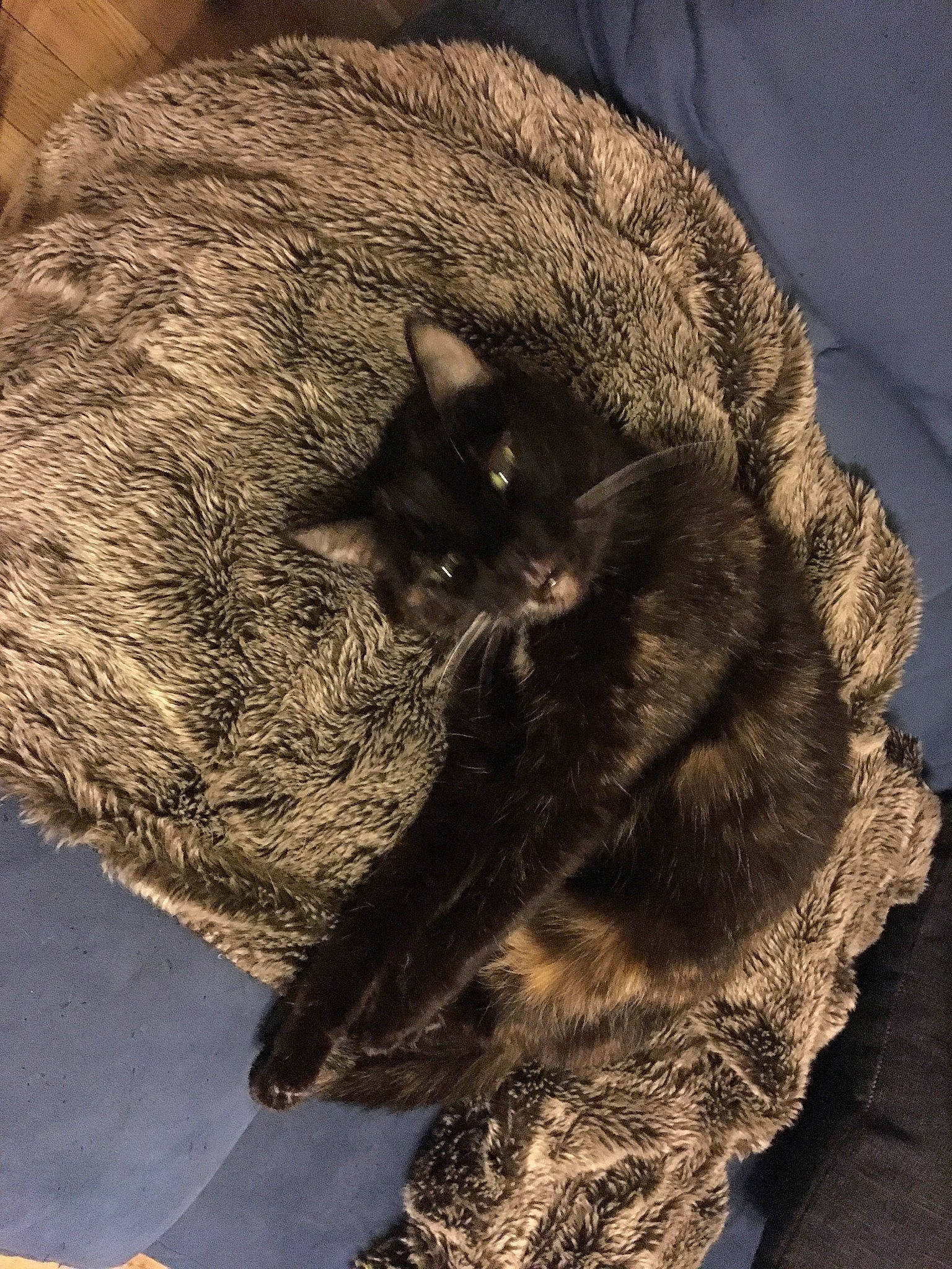 Gribouille a rejoint le concours — aidez-le/la à gagner de superbes lots ! cat, felidae, fur, small_to_medium_sized_cats, tail