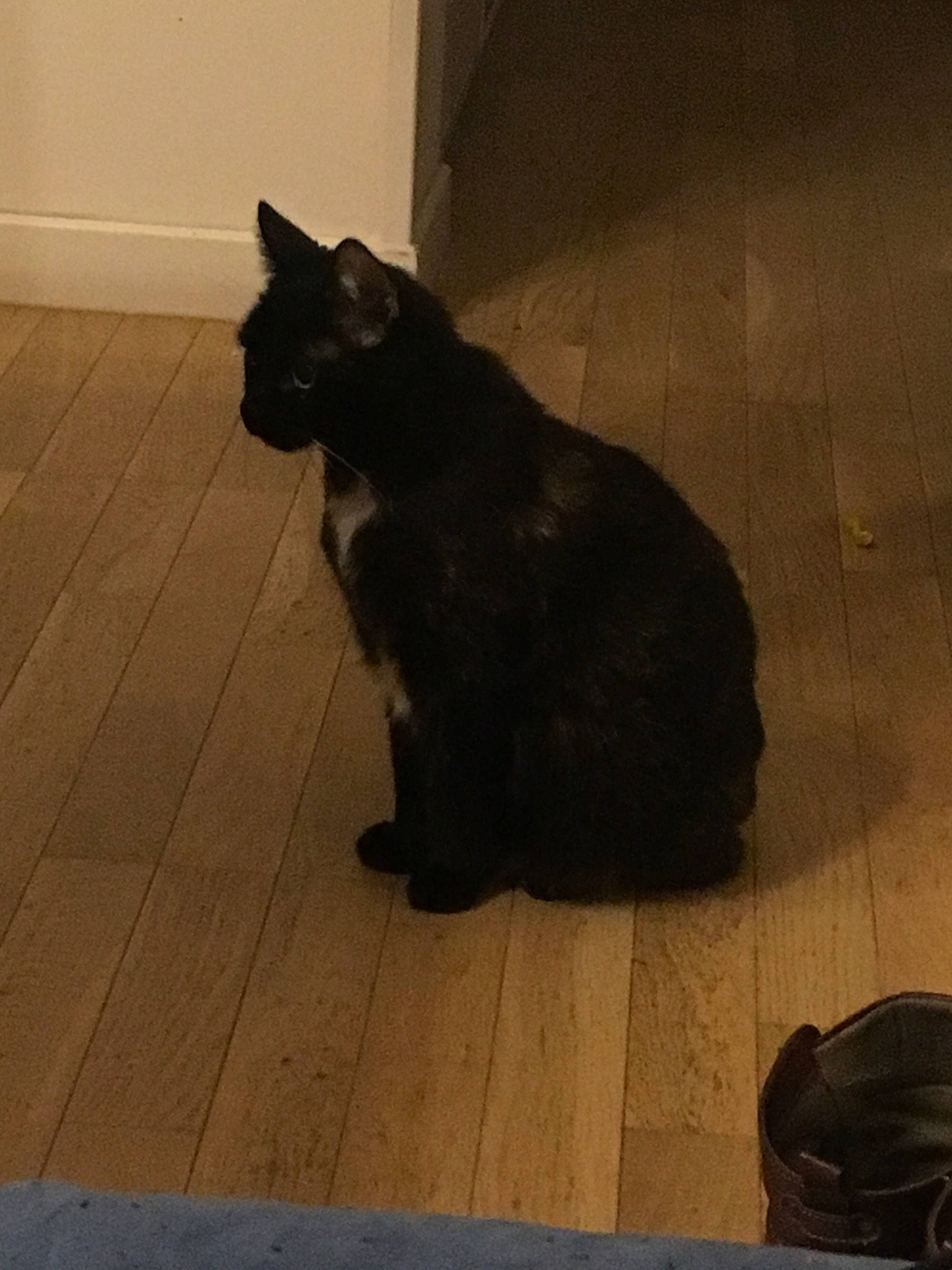 Gribouille a rejoint le concours — aidez-le/la à gagner de superbes lots ! asian, black, black_cat, bombay, carnivore, cat, domestic_short_haired_cat, fawn, felidae, floor, flooring, fur, mammal, polydactyl_cat, small_to_medium_sized_cats, snout, tail, tile, whiskers, wood