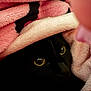cat, black_cat, eyes, blanket, cozy, fur, pet, animal, indoor, close_up, cute, yellow_eyes, hidden, soft, warm, resting, sleepy, comfort, feline, mystery