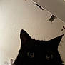 cat, black_cat, close_up, indoor, ceiling, fan, dim_light, curious, pet, feline, ears, eyes, shadow, dark, fur, looking_up, animal, domestic_animal, whiskers, portrait