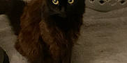 Boogie is registered to the contest to win money with this photo: cat, pet, indoor, carpet, laundry_basket, furniture, animal, floor, domestic_animal, sitting, feline, yellow_eyes, dark_fur, home, blurred, low_light, household, cute, mammal, domestic_pet