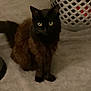 cat, pet, indoor, carpet, laundry_basket, furniture, animal, floor, domestic_animal, sitting, feline, yellow_eyes, dark_fur, home, blurred, low_light, household, cute, mammal, domestic_pet