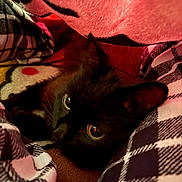 Boogie joined the competition — help win amazing prizes! cat, black_cat, blanket, plaid_pattern, cozy, indoor, pet, fur, animal, sleepy, close_up, soft_texture, comfort, resting, cute, eyes, warm_colors, fabric, relaxation, domestic
