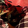 cat, black_cat, blanket, plaid_pattern, cozy, indoor, pet, fur, animal, sleepy, close_up, soft_texture, comfort, resting, cute, eyes, warm_colors, fabric, relaxation, domestic