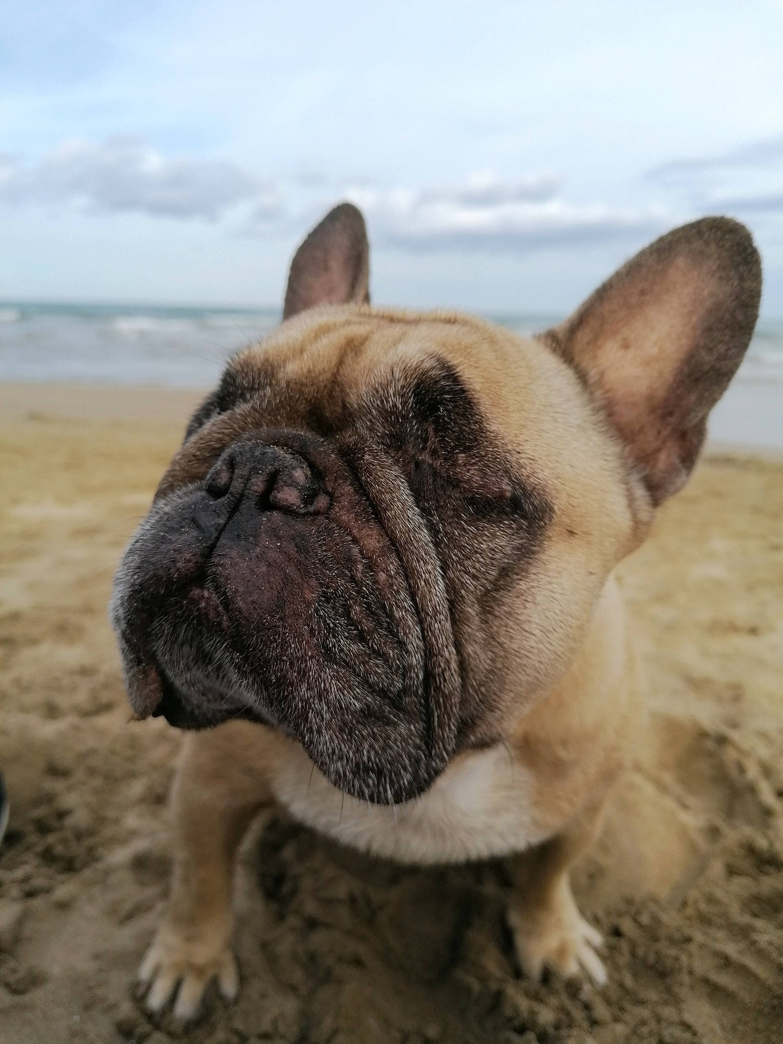 Gali participe au concours pour gagner de l'argent avec cette photo : bulldog, canidae, carnivore, cloud, companion_dog, dog, dog_breed, ear, fawn, grass, sky, snout, sporting_group, terrestrial_animal, toy_dog, tree, water, whiskers, working_animal, wrinkle