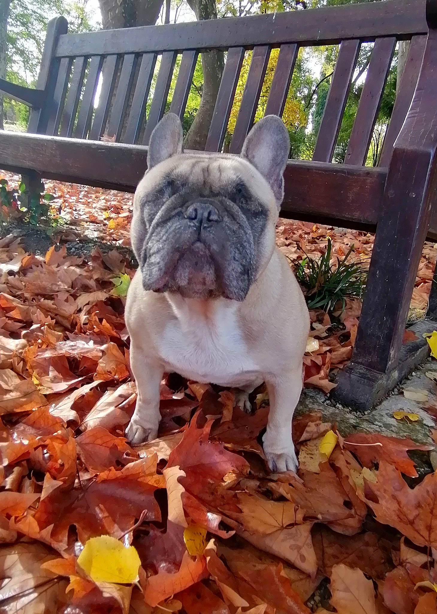 Gali participe au concours pour gagner de l'argent avec cette photo : bulldog, carnivore, companion_dog, dog, dog_breed, fawn, fence, grass, groundcover, home_fencing, plant, pug, snout, sporting_group, terrestrial_animal, toy_dog, tree, wood, working_animal, wrinkle