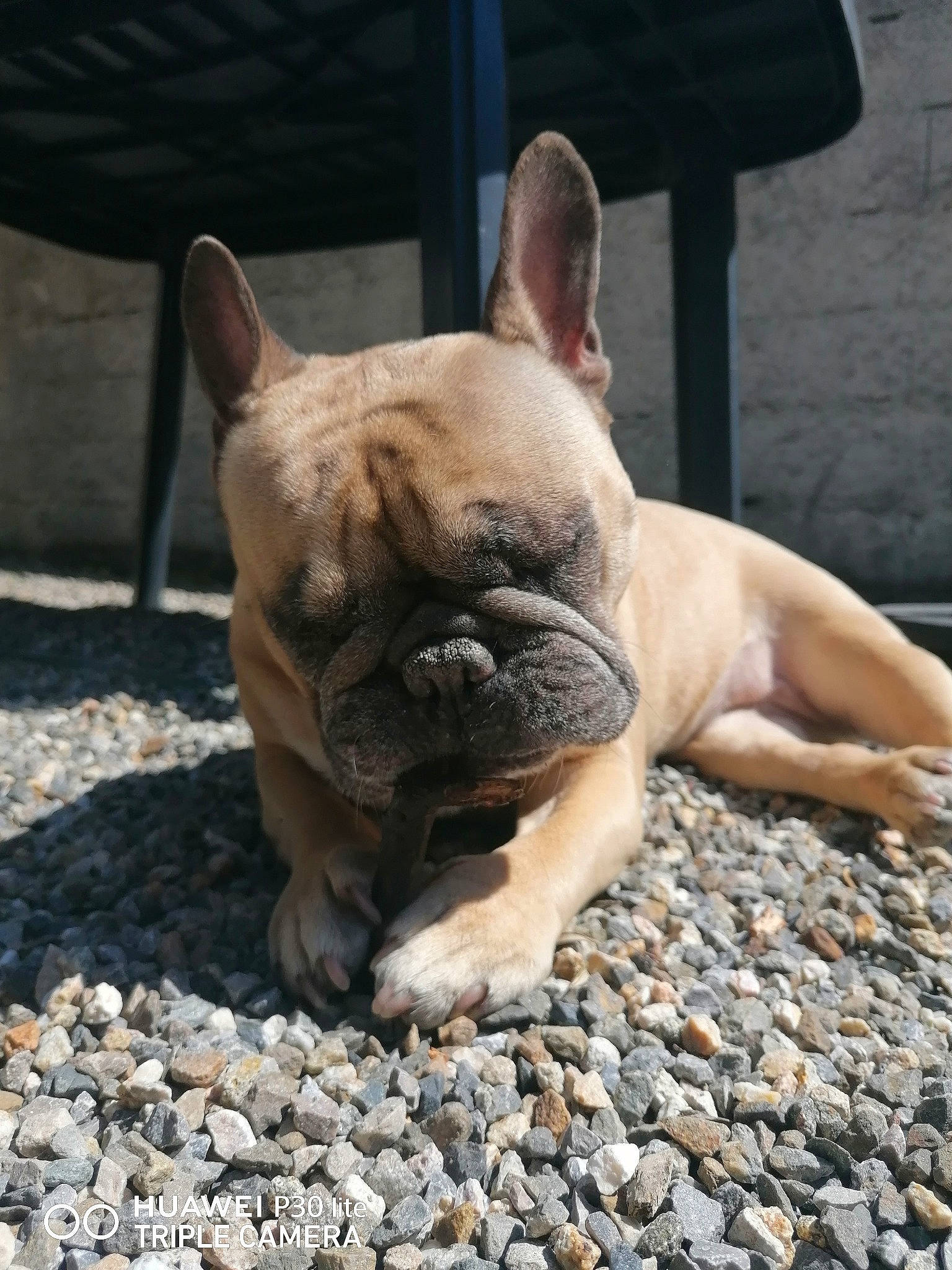 Gali participe au concours pour gagner de l'argent avec cette photo : bulldog, canidae, carnivore, comfort, companion_dog, dog, dog_breed, fawn, grass, molosser, non_sporting_group, snout, soil, sporting_group, terrestrial_animal, toy_dog, whiskers, working_animal, wrinkle