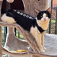 Titou participe au concours pour gagner de l'argent avec cette photo : cat, black_and_white, pet_clothing, cat_tree, indoor, window, natural_light, furniture, animal, pet, curious, looking_at_camera, pink_nose, multi_level, beige, sunlight, rooftop, greenery, balcony, domestic_animal