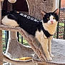 cat, black_and_white, pet_clothing, cat_tree, indoor, window, natural_light, furniture, animal, pet, curious, looking_at_camera, pink_nose, multi_level, beige, sunlight, rooftop, greenery, balcony, domestic_animal