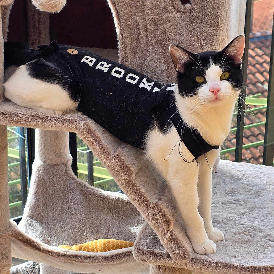 Titou participe au concours pour gagner de l'argent avec cette photo : animal, balcony, beige, black_and_white, cat, cat_tree, curious, domestic_animal, furniture, greenery, indoor, looking_at_camera, multi_level, natural_light, pet, pet_clothing, pink_nose, rooftop, sunlight, window