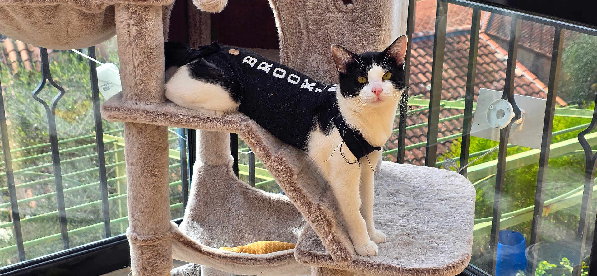 Titou participe au concours pour gagner de l'argent avec cette photo : cat, black_and_white, pet_clothing, cat_tree, indoor, window, natural_light, furniture, animal, pet, curious, looking_at_camera, pink_nose, multi_level, beige, sunlight, rooftop, greenery, balcony, domestic_animal