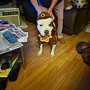 Pebbles is registered to the contest to win money with this photo: dog, dogs, pet, costume, hat, uniform, white_dog, brown_dog, sitting, standing, couch, living_room, indoor, wood_floor, person, hands, newspaper, furniture, funny, portrait