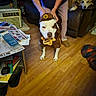 dog, dogs, pet, costume, hat, uniform, white_dog, brown_dog, sitting, standing, couch, living_room, indoor, wood_floor, person, hands, newspaper, furniture, funny, portrait