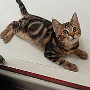 Tiger Lilly is registered to the contest to win money with this photo: kitten, cat, tabby, striped, animal, pet, indoor, floor, curious, lying_down, white_surface, texture, ears, whiskers, eyes, tail, paws, box, tile_floor, looking_up