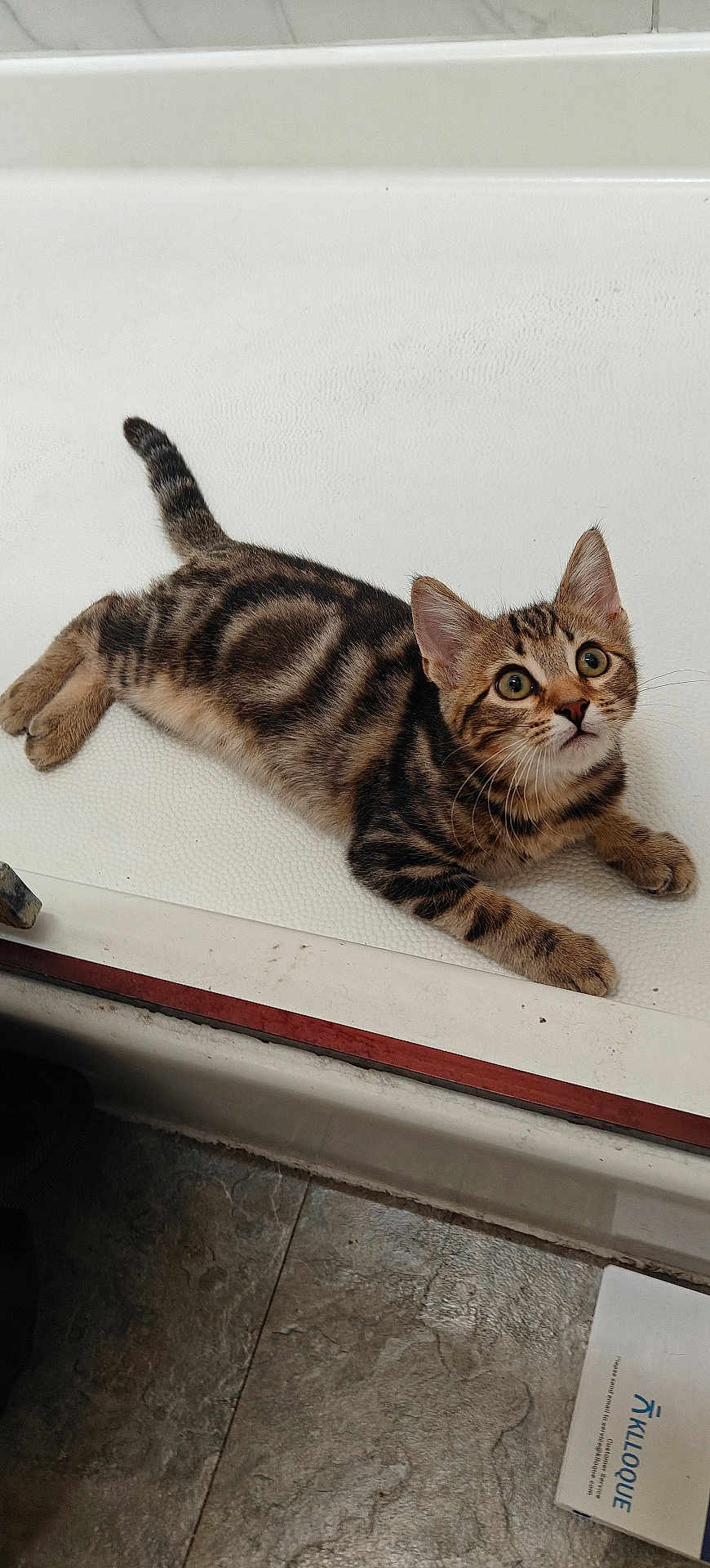 Tiger Lilly is registered to the contest to win money with this photo: kitten, cat, tabby, striped, animal, pet, indoor, floor, curious, lying_down, white_surface, texture, ears, whiskers, eyes, tail, paws, box, tile_floor, looking_up