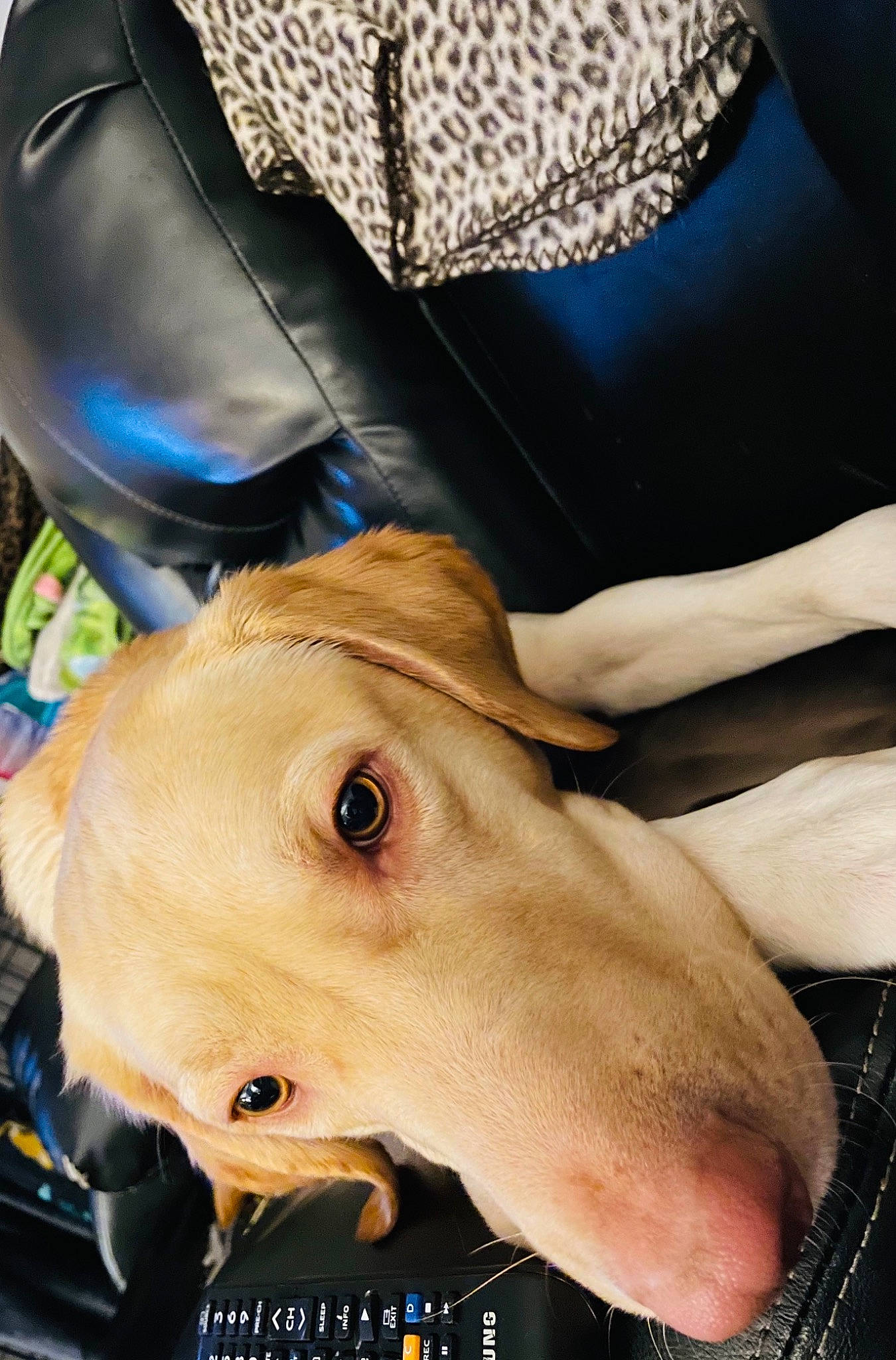 Honda is registered to the contest to win money with this photo: canidae, carnivore, companion_dog, dog, dog_breed, electric_blue, fashion_accessory, fawn, fur, helmet, metal, non_sporting_group, personal_protective_equipment, service, snout, sporting_group, whiskers, working_animal