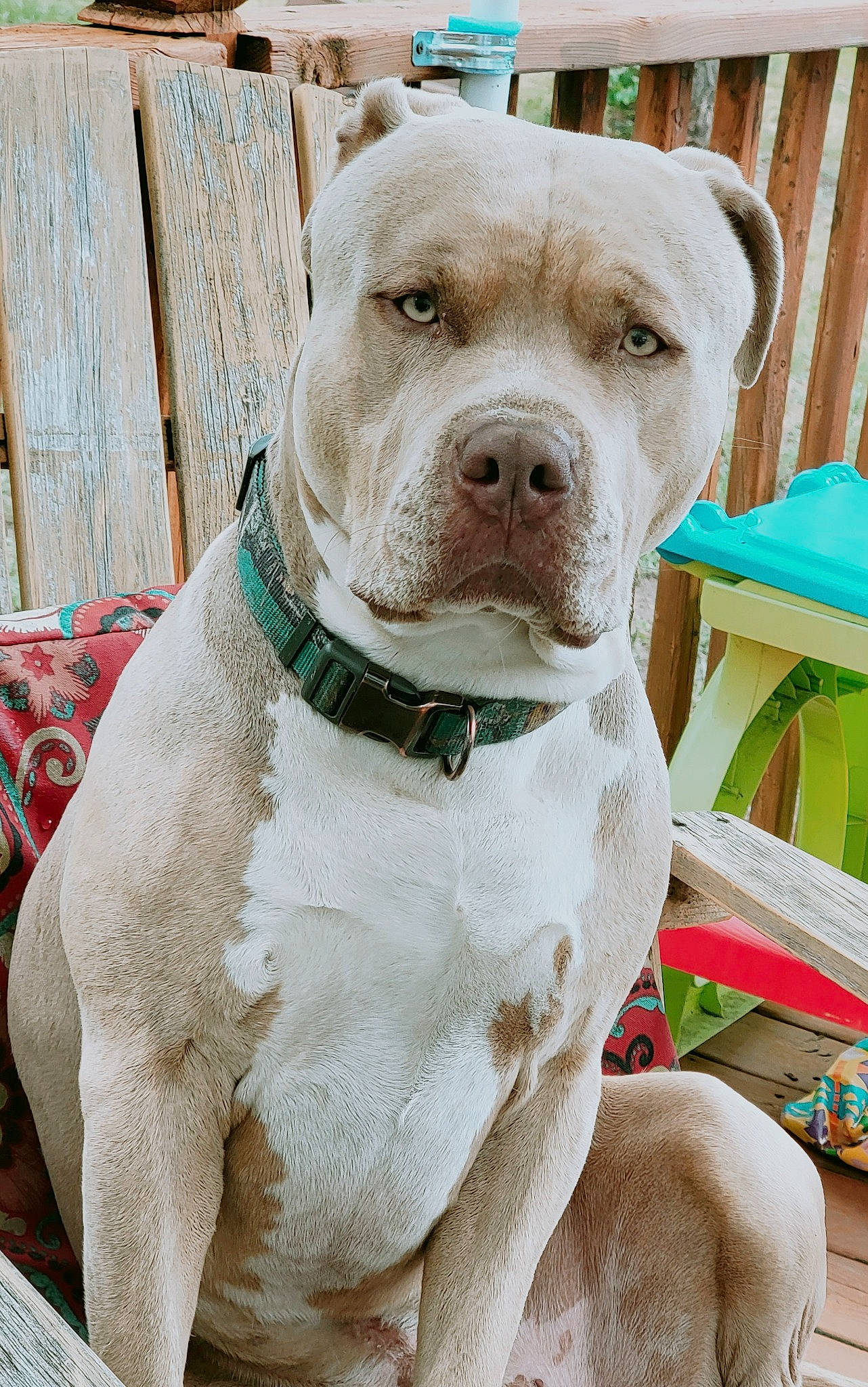 Cooter is registered to the contest to win money with this photo: canidae, carnivore, collar, companion_dog, dog, dog_breed, dog_collar, dog_supply, fawn, fence, liver, non_sporting_group, pet_supply, snout, sporting_group, whiskers, working_animal