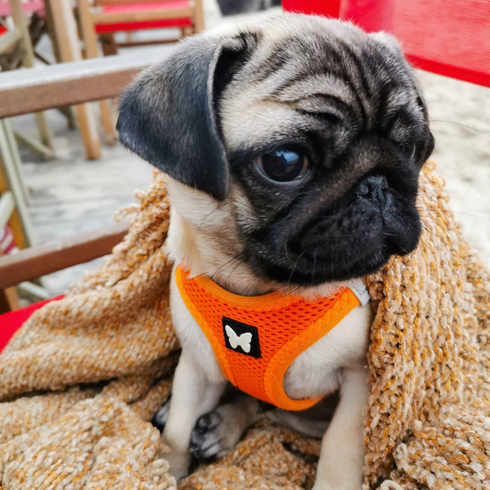 Marcel a rejoint le concours — aidez-le/la à gagner de superbes lots ! ancient_dog_breeds, canidae, carnivore, collar, companion_dog, dog, dog_breed, dog_clothes, dog_collar, fawn, mammal, pug, puppy, puppy_love, snout, sporting_group, toy_dog, vertebrate, wrinkle