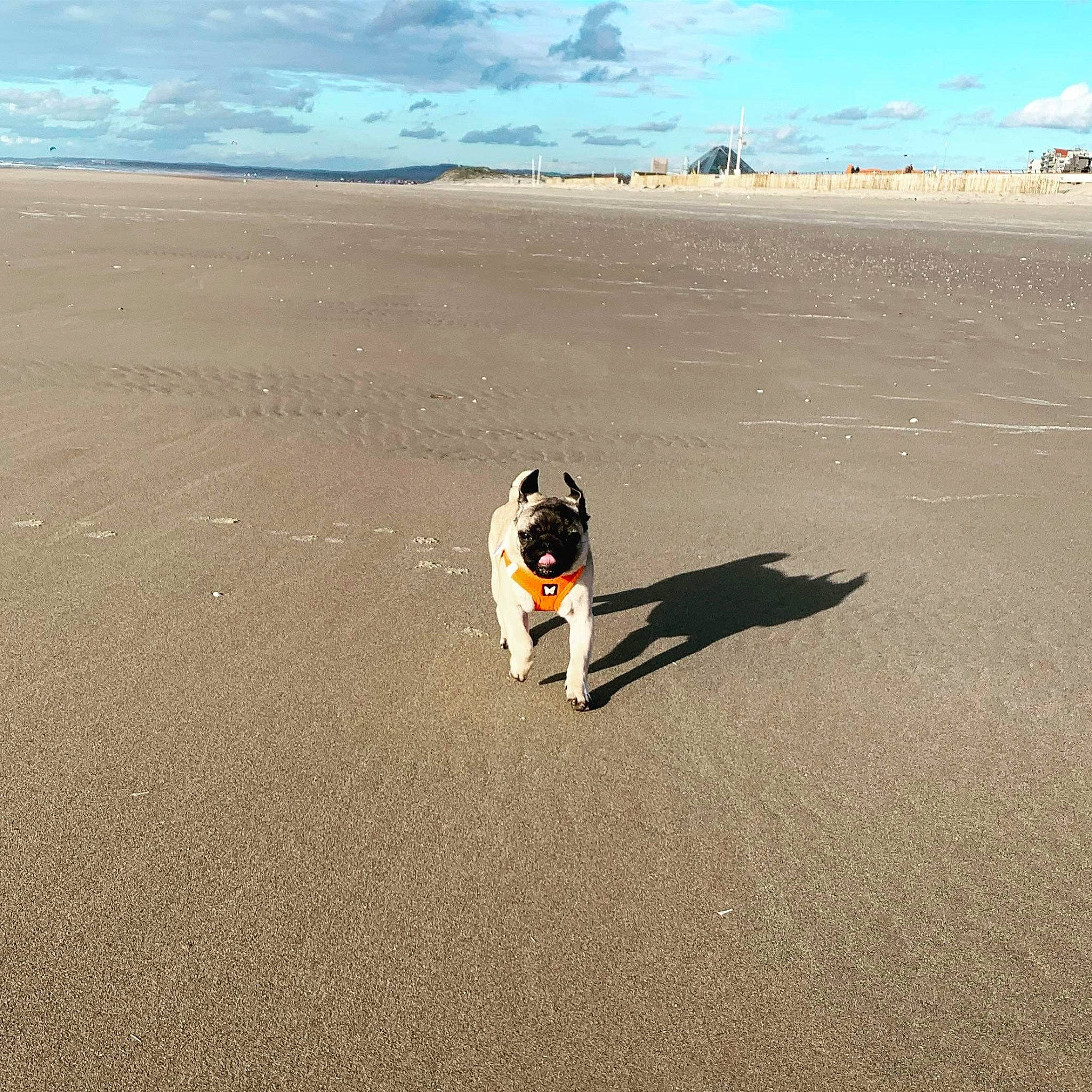 Marcel participe au concours pour gagner de l'argent avec cette photo : asphalt, australian_shepherd, beach, canidae, carnivore, dog, dog_breed, dog_walking, ocean, sand, sea, shore, sporting_group