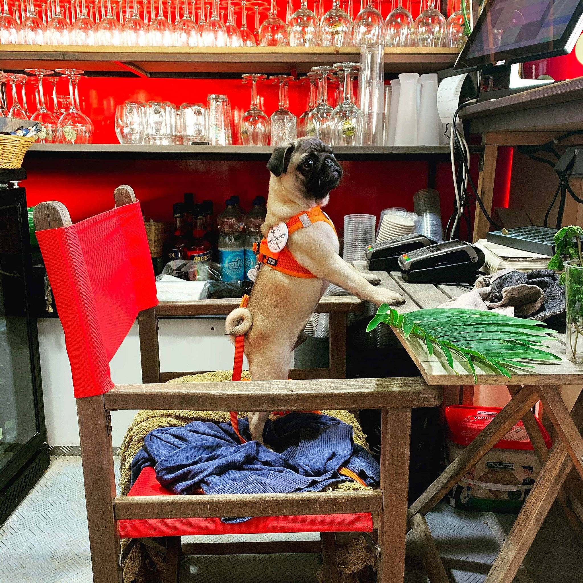 Marcel a rejoint le concours — aidez-le/la à gagner de superbes lots ! canidae, cat, companion_dog, furniture, table