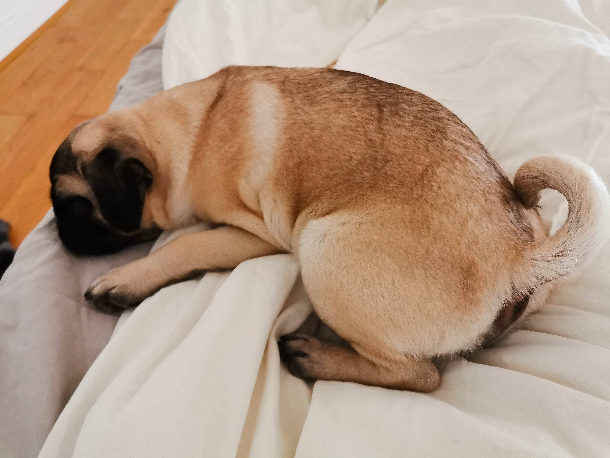 Marcel participe au concours pour gagner de l'argent avec cette photo : canidae, carnivore, companion_dog, dog, dog_breed, english_mastiff, fawn, mammal, nap, pug, puppy, puppy_love, sleep, snout, toy_dog, vertebrate