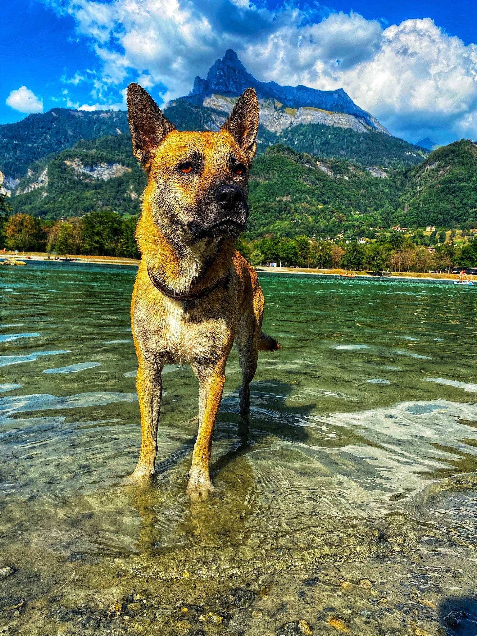Kuma participe au concours pour gagner de l'argent avec cette photo : beach, blue, canidae, carnivore, cloud, collar, companion_dog, dog, dog_breed, fawn, lake, landscape, mountain, plant, reflection, sky, snout, sporting_group, tree, water