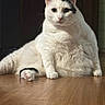 Snow is registered to the contest to win money with this photo: animal, black_markings, cat, chubby, cute, domestic_cat, ears, feline, floor, fluffy, fur, indoor, looking_at_camera, paw, pet, relaxed, sitting, whiskers, white_cat, wooden_floor
