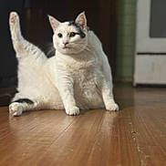 Snow is registered to the contest to win money with this photo: animal, black_spots, cat, cute, domestic_cat, ears, feline, flooring, fur, household, indoor, kitchen, pet, raised_leg, relaxed, sitting, stretching, whiskers, white_cat, wooden_floor