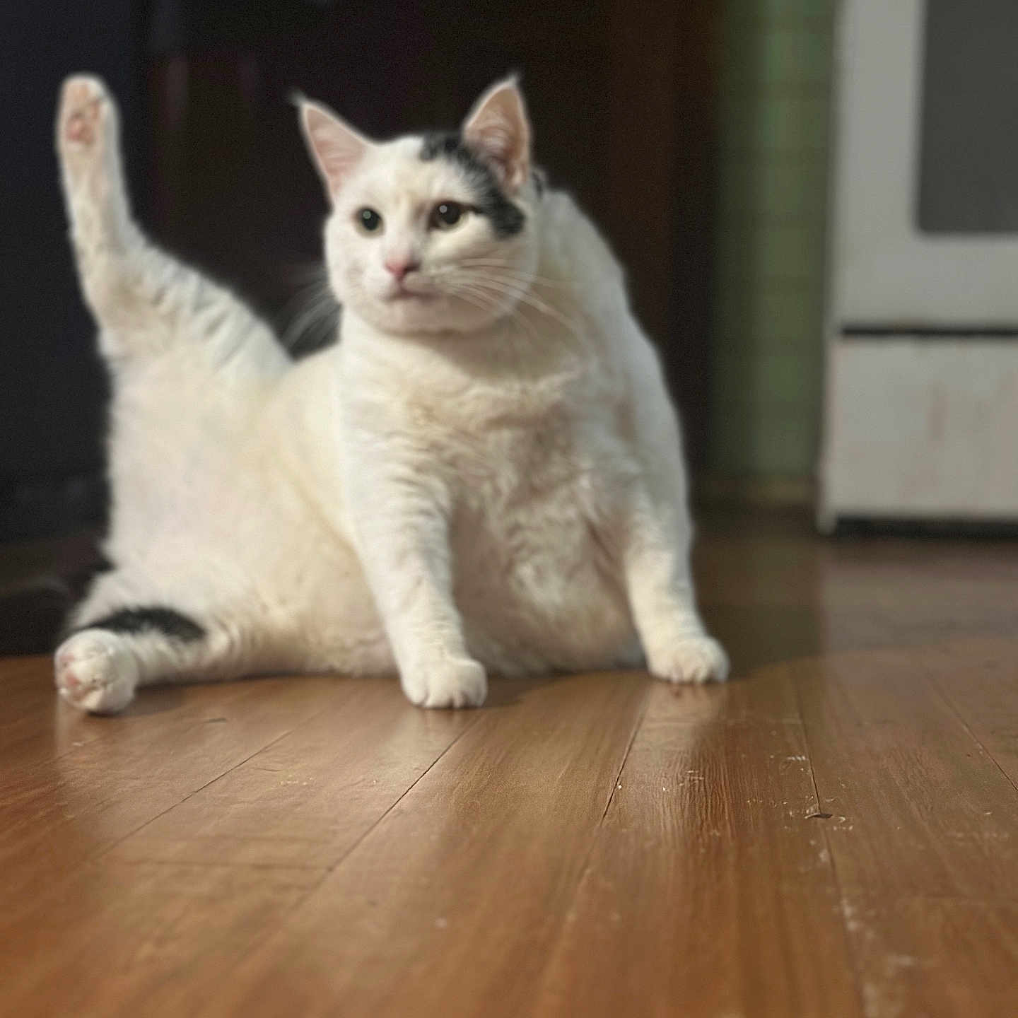 Snow is registered to the contest to win money with this photo: animal, black_spots, cat, cute, domestic_cat, ears, feline, flooring, fur, household, indoor, kitchen, pet, raised_leg, relaxed, sitting, stretching, whiskers, white_cat, wooden_floor